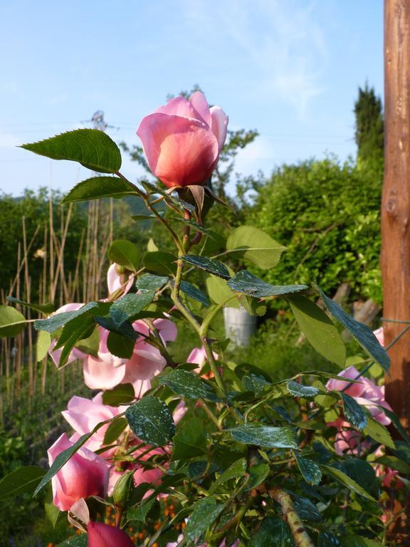 B&B The Roses Garden Millesimo Exterior foto