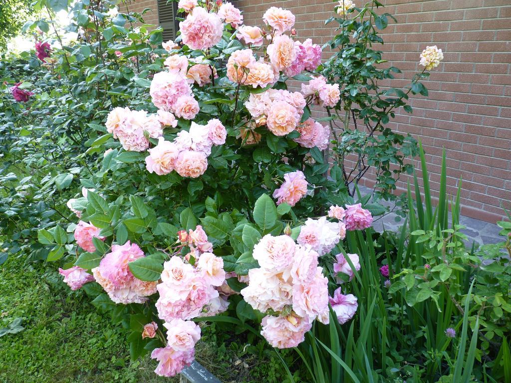 B&B The Roses Garden Millesimo Exterior foto