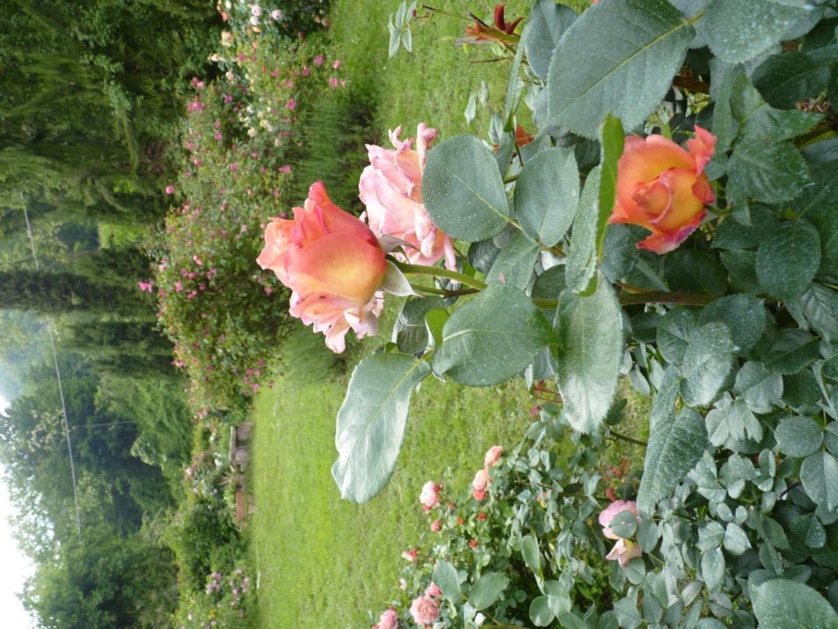 B&B The Roses Garden Millesimo Exterior foto